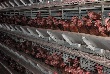 Птицефабрике «Первоуральская» вернули арестованное зерно. Имущество истребовано из незаконного владения