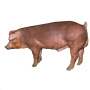 В Воронежской области досмотрено 400 голов племенных свиней из Дании	