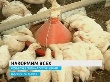 В Северной Осетии развивают птицеводство