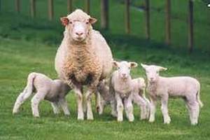  В овцеводческих хозяйствах Волгоградской области продолжается окот овец 
