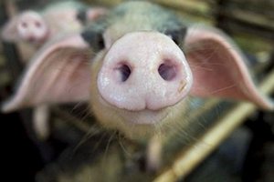 Белогорские фермеры надеются на гранты на свиноферму