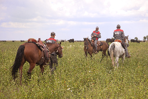  «Мираторг» увеличил число рабочих мест в рамках межрегионального проекта КРС в Тульской области на 26% до 740 человек