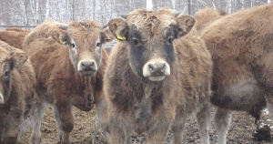 Успехи тюменского «Бизона» отмечены двумя золотыми медалями в Екатеринбурге