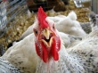 Руководство "Рефтинской птицефабрики" обвиняют в откатах