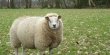 В Украине увеличилось поголовье овец на 12%