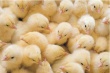  В Татарстан из Нидерландов воздушным путем доставили суточных цыплят 