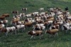В Татарстане фермам выделяют землю