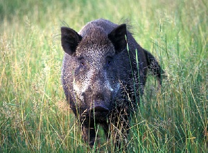 Вопросы депопуляции диких кабанов были обсуждения на видеоконференции Россельхознадзора