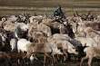 Ямальский агропром обеспечит регион мясом разных видов Ямальский агропром обеспечит регион мясом разных видов