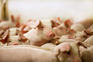 Производство свинины в Украине вырастет