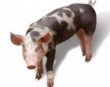 Бизнесмены из Дании намерены начать производство свинины в Молдове