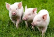 Национальный союз свиноводов опубликовал рейтинг крупнейших компаний производителей свинины за 2012 год