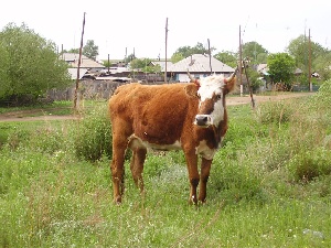 В Хакасии выявлено бешенство