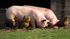 Европейский рынок свинины начал восстанавливаться: цены выросли в Германии и Испании
