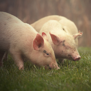 Реструктуризация свиноводческой отрасли ЕС не за горами
