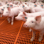 Свиноводам придется самим выращивать 50% кормов