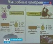 Аграриям Ленобласти предлагают всерьёз заняться переработкой навоза и помёта
