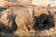 Овцеводы Забайкалья готовятся к выставке овец и коз