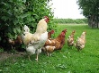 В Мурманской области сократилось число куриц и свиней