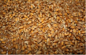 Япония сократила импорт фуражной пшеницы до четырёхлетнего минимума