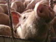 ЕС ужесточает правила импорта живых свиней из Канады и США