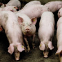 Африканская чума угрожает крупнейшему свинокомплексу Костромской области