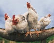 Доля кур в поголовье птицы, выращенном в России, составляет около 97%