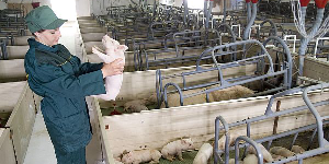 Беларусь наращивает производство свинины. До конца года заработают 11 новых свинокомплексов