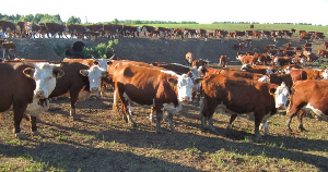 В Пермском крае разводят скот герефордской и абердин-ангусской пород