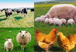 Инвестировать в животноводство Украины выгодно