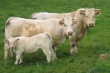 В Кировской области растёт поголовье крупного рогатого скота мясных пород