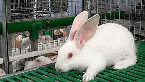 Казахстанские кролиководы покрывают лишь 20% спроса