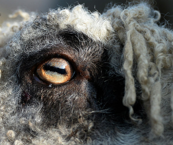 Мэшемская ярмарка овец (Великобритания. Мэшем, Северный Йоркшир)