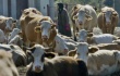 Россельхознадзор запретил импорт говядины из Румынии из-за вспышки коровьего бешенства