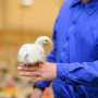 Убыток птицефабрики «Башкирская» вырос в 13 раз в год вспышки гриппа птиц