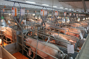 «Омский бекон» построил племенной репродуктор за 1,9 млрд рублей