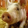 Новая вспышка африканской чумы свиней выявлена в Нижегородской области