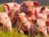 Российский рынок свинины в контексте глобальных тенденций