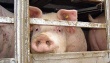  В компании Агротек считают, что жители Лесного только выиграют от близости к свинокомплексу 