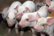 В Новгородской области откроют два свиноводческих предприятия с инвестициями в 5,3 млрд рублей