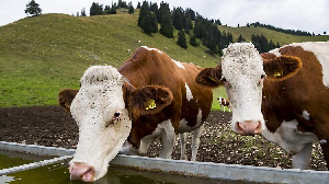 Минсельхоз Кубани утвердил размер субсидии на приобретение племенного скота