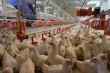 Восстанавливаются птицефабрики восточной Украины