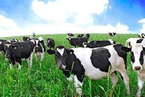 Группа компаний Ukrlandfarming оценивает количество поголовья крупного рогатого скота в Украине на сегодня в 4-4,5 млн голов