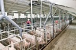В Тульской области планируют строить крупные свинокомплексы
