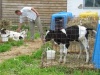 За 2012 год количество поголовья скота в Пермском крае снизилось