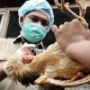 128 тысяч кур будут забиты в Италии из-за вспышки птичьего гриппа