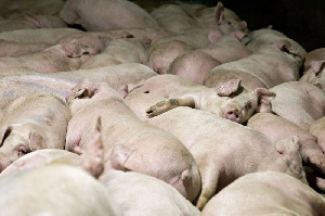 СВК «Успенский» отправил на переработку первую партию товарных свиней