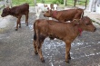 В Казахстане решили бороться с инцестом среди коров