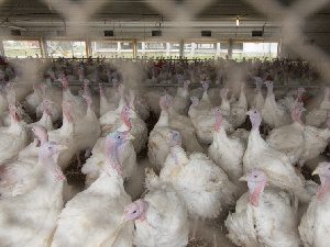 В Сибири остановлен крупный индейководческий проект