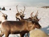 Закон о развитии северного оленеводства в Хабаровском крае необходим
